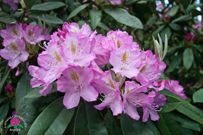 Rhododendron   'Māra'